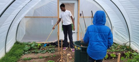 Students tend to vegetables growing in the hoop house.