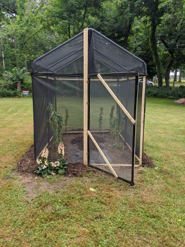 Butterfly house with foxglove and newly transplanted milkweed.