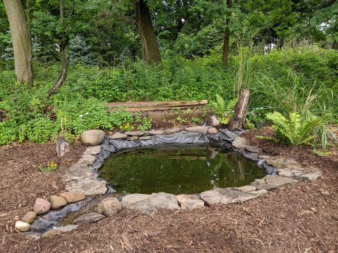 Frog and fish habitat looking beautiful.