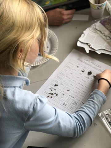 Identification of items found in an owl pellet.