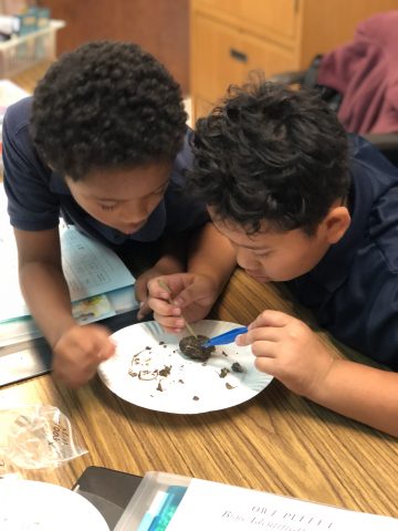 Owl pellet dissection.