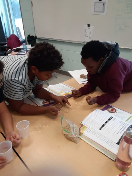 Simulated bacteria reproduction with grains of rice.